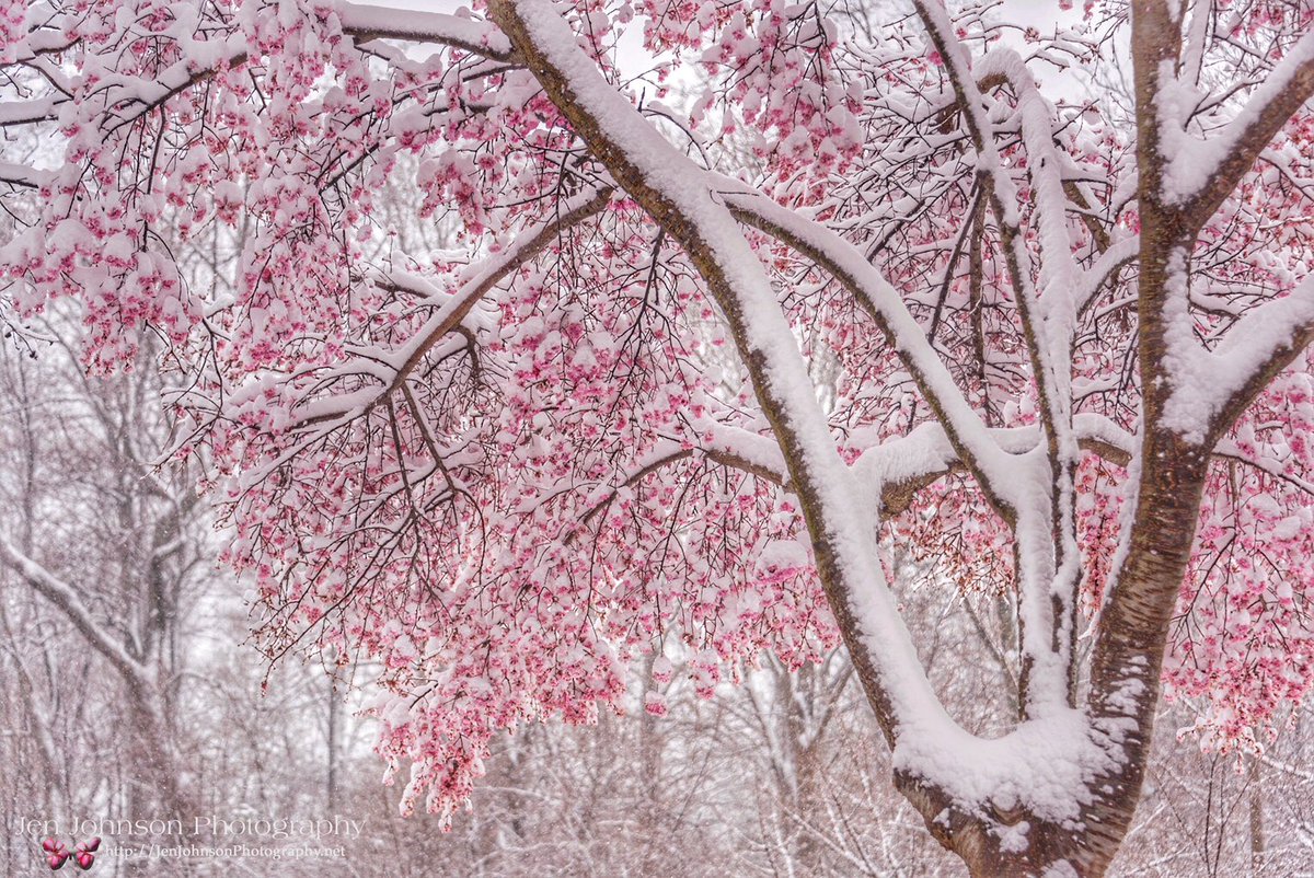 Jen Johnson Breathtaking Cherryblossoms Snow In Fairfax Virginia My Goodness It S Spring Too Spann Jimcantore Snowday Vaoutdoors Travel Noreaster18 Foureaster Abc7josh T Co Endp4nkmjm