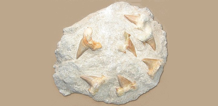 RareGoldNuggets's tweet photo. 4 Places to Find Fossils in Florida >> https://t.co/1WbDvJwsdS #ExploreFlorida #FloridaFun https://t.co/rcaXutyXu8
