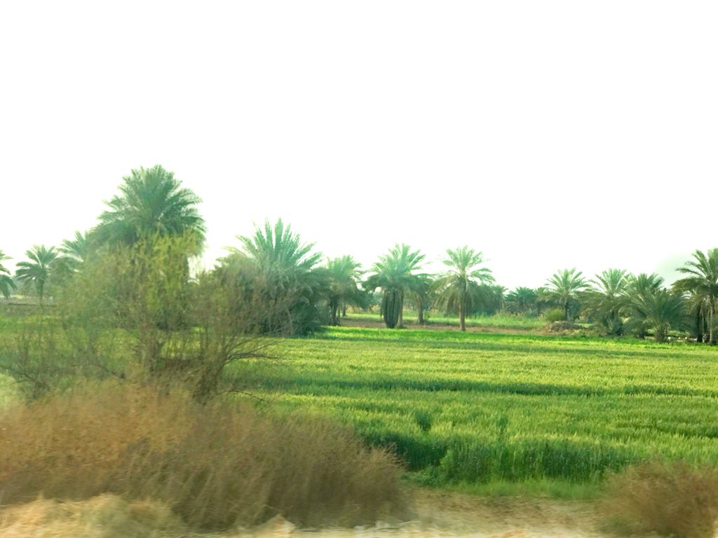Mahdijaffer's tweet photo. اجواء ربيعية قضيتها اليوم على نهر الفرات وكذلك بستان العنب الرائعة وطبيعة الخضراء لبابل ❤️
الصور بعدسة ايفوني 
Spring of babylon  

#IRAQesque #babylon #عيد_الربيع https://t.co/7rFZY5IbXa