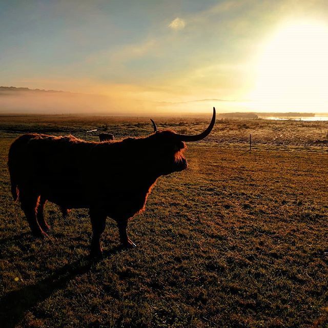 michael_backes's tweet photo. Nature. Pic 1. Latergram. Welcoming the morning. 🌞
#latergram #inlovewithswitzerland #visitzurich #neeracherried #highlandcattle #morningsun #neerach #morning #morningsky #watchingthesunrise #sunrise #sunrises #landscapephotography #landscape #morningmood #morgensonne https://t.co/iHPTUfKGEQ