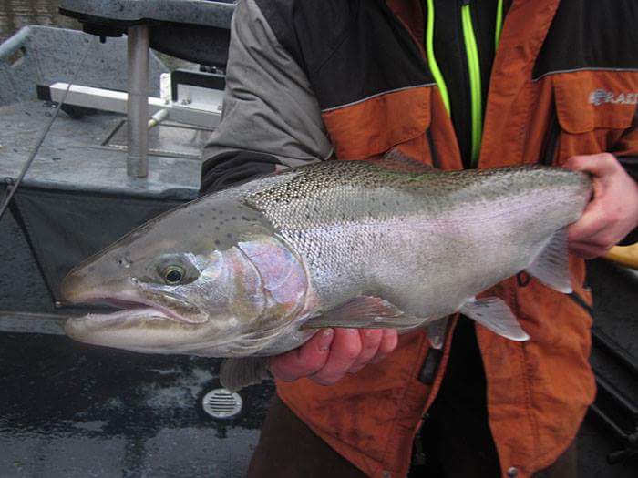 Mitchmac121's tweet photo. The Heart of the steelhead season is underway! https://t.co/OLeMrApSs9