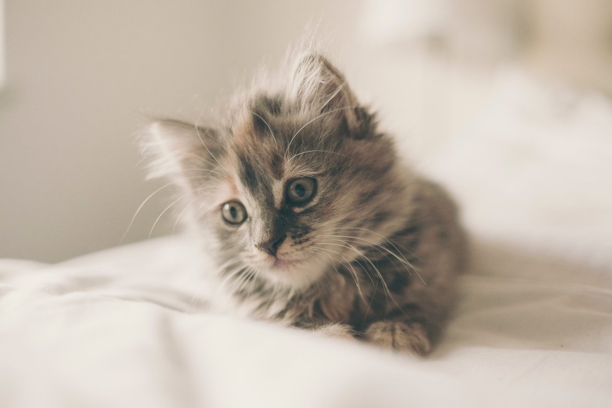 #Traveling with your #pets? Check out our blog for some #tips.
And remember, our #Apartels are pet friendly! buff.ly/2pnUlHA
Photo by Freddie Marriage | @freddiemarriage
#GinosiApartels #Blog #TravelTips