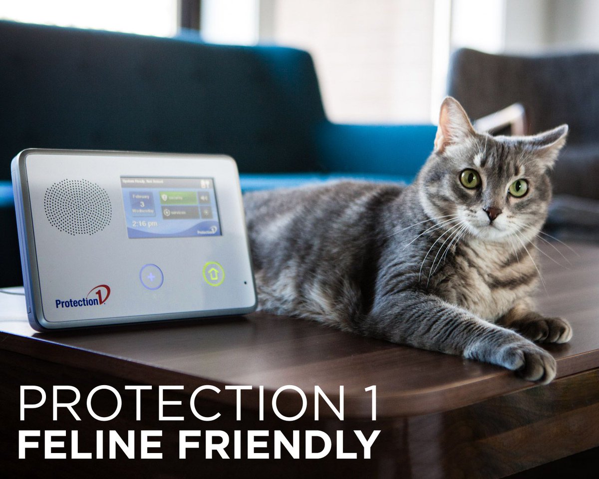 ProtectionOne's tweet image. We know your furry friends are really family.