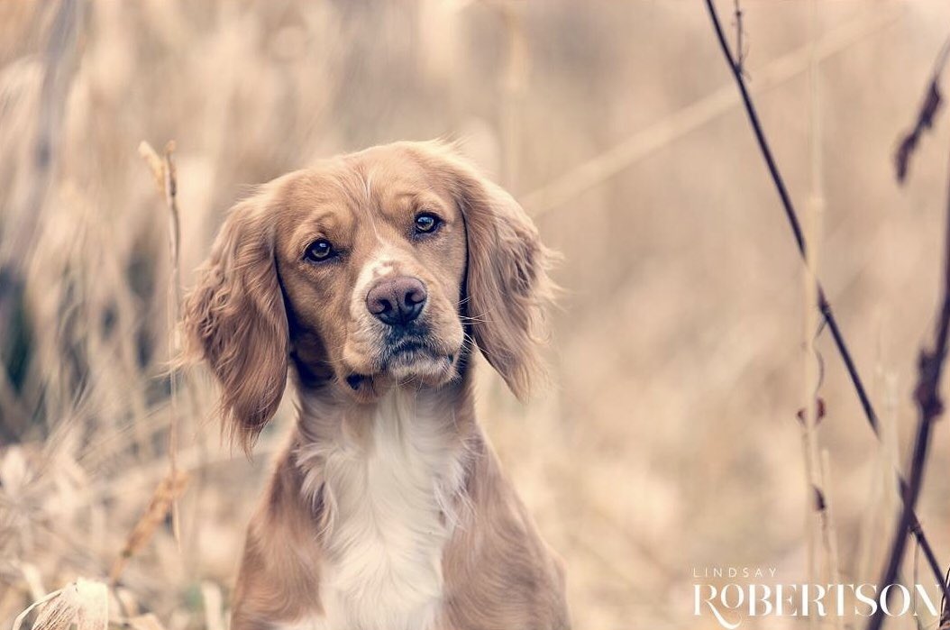 LindsayRPhoto's tweet photo. This face! ❤️ When the last shot of the day is one of your favourites! #dogphotographer #cockerspaniel #PictureOfTheDay https://t.co/mQAc1pLIrK