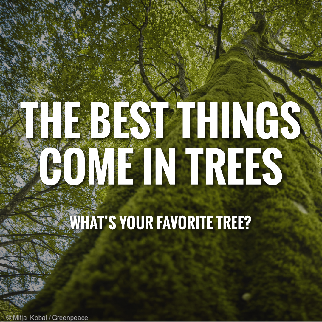 Greenpeace's tweet photo. Agree? Happy #InternationalDayOfForests! https://t.co/bJrMoyJeJG
