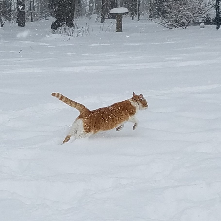 Eleyonwheels's tweet photo. @TonyPannWBAL pets having fun in Street Maryland. 
Over 9" of snow so far https://t.co/SohuBQlRXU