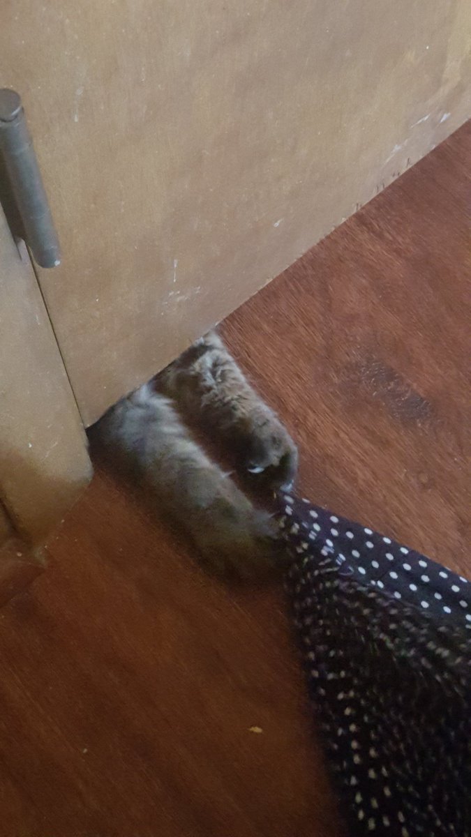 //when u tryna use the bathroom and ur kitten does this