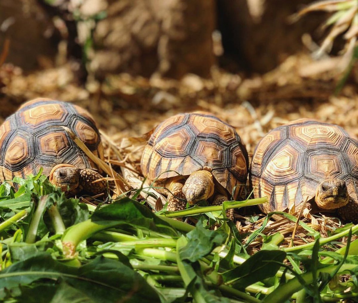 Want to know the other top 50 most endangered turtles and tortoises? 