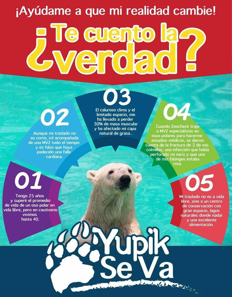 imonipachecom's tweet photo. #21DeMarzo #YupikSeVa #Yupik a su nuevo hogar si @silvanoaureoles @GobMichoacan @Zoo_morelia @RafaelPacchiano facilitan traslado. Honren su palabra y cumplan convenio con @ZoocheckCanada y @YorkshireWP https://t.co/7b6wBQNJWG