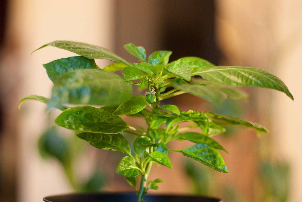 thinkDIF_'s tweet image. The Open Source Seed Initiative (OSSI) is dedicated to keeping agricultural seed in the hands of many rather than in the control of just a few. Find out more: bit.ly/2IABD7F #thinkdif #opensourceseed