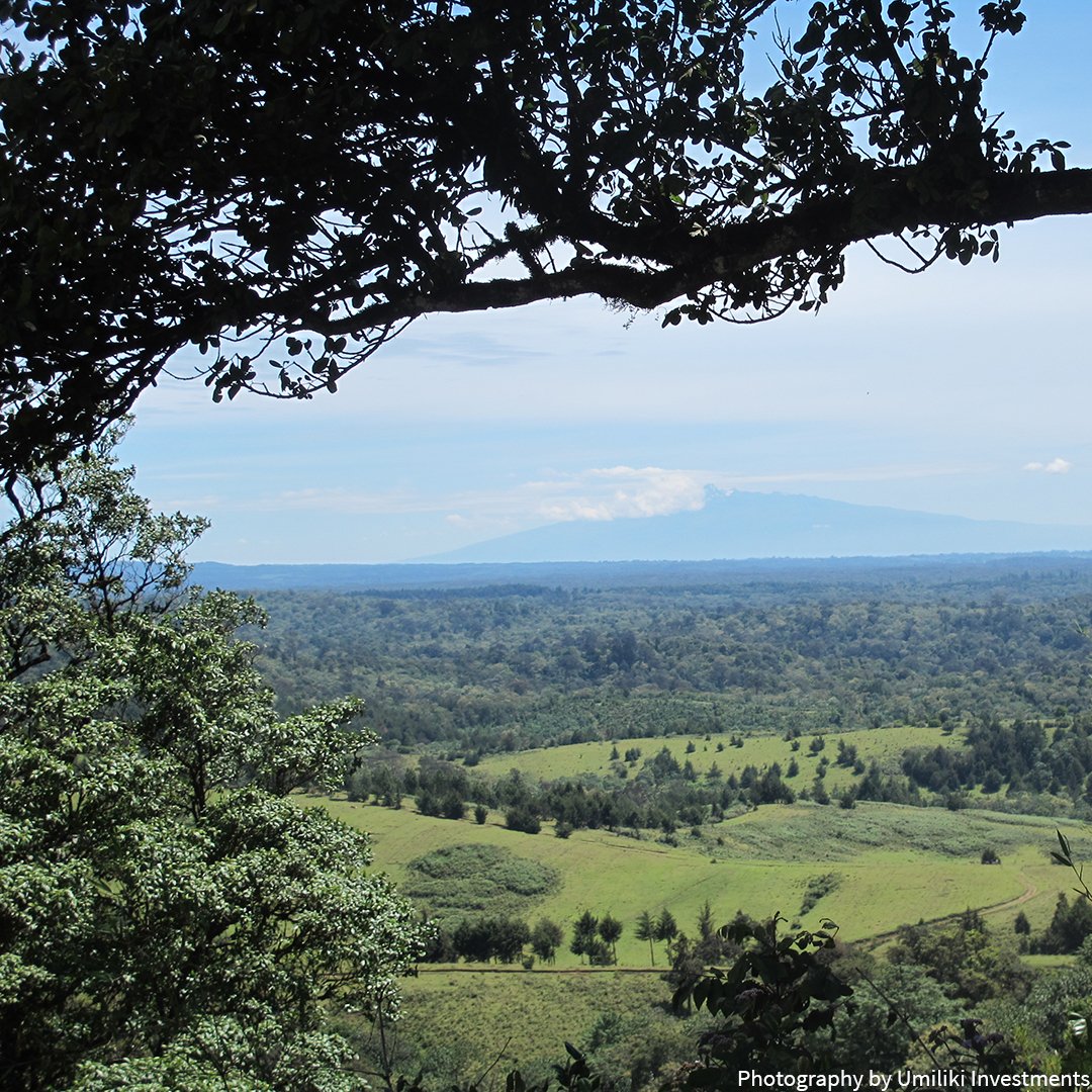 AWF_Official's tweet image. Happy #IntlForestDay! Our programs in Tanzania, Kenya, the Democratic Republic of Congo, and Zambia have helped local communities protect their forests by sustainably meeting their strategic development goals. bit.ly/2IC5P25