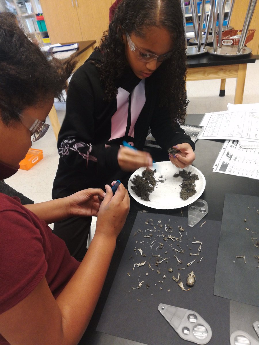 SunnyvaleSD's tweet photo. Fifth grade discovered what owls eat by dissecting owl pellets at Vargas today! #SuccessThroughScience https://t.co/0iKyM1qV12
