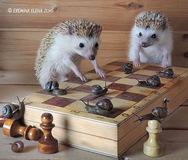 EricPrickles's tweet photo. Anyone got any spare snails? https://t.co/Pa6OfHo31b