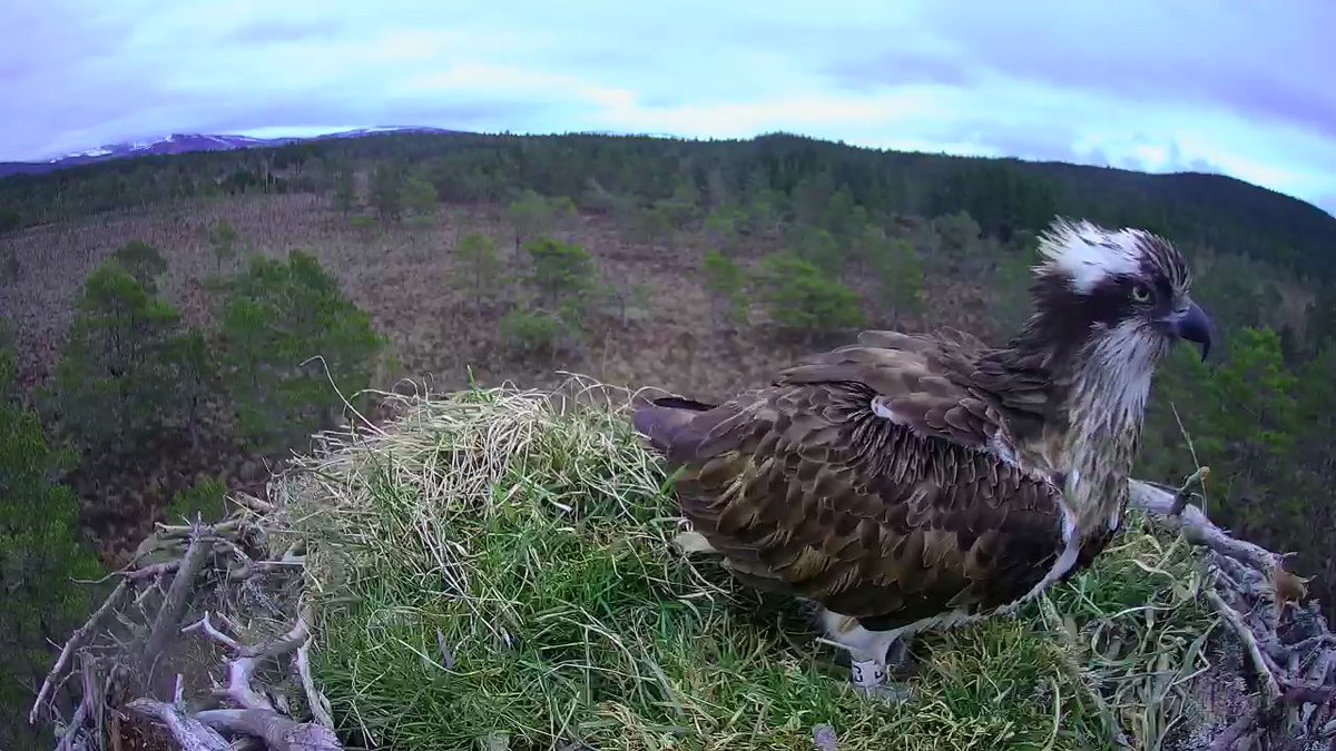 RSPBLochGarten's tweet photo. HERE'S OUR GIRL!!! EJ back for her 15th breeding season @RSPBLochGarten  - landed at c. 5.45 this evening. What a bird!! So, so happy to see her again 😍 https://t.co/skxEYxK3xi