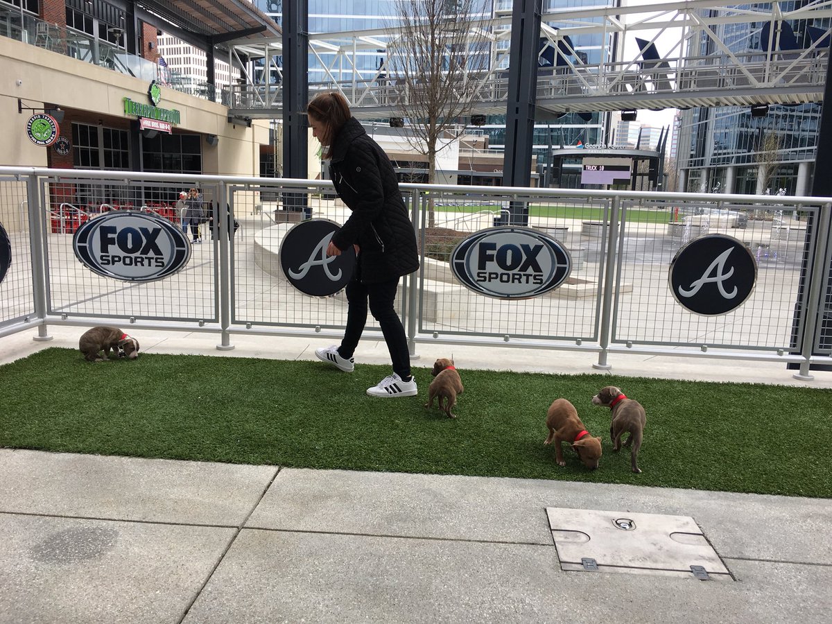 christinahill__'s tweet image. Puppy wrangling with @alienmullaney.