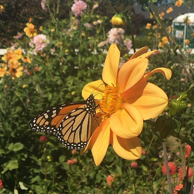 Horoscoper_Club's tweet photo. Spring has sprung! What are you doing to celebrate the new season? Wherever you are &amp; whatever the first few days of spring look like for you (be it snow, rain, gray, bright, or green) we wish you a wonderful #spring! #springtime #springhassprung #butterfly #monarchbutterfly https://t.co/gqgdZro4rE