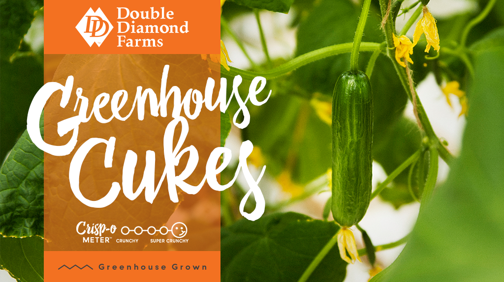 DoubleDiamondAr's tweet photo. Our cucumbers are growing at an incredible rate, with more &amp; more English, Mini and Cocktail cukes ready to be picked each day! Join us on Instagram every Tuesday as we tour through our facilities to check on their growth. #FlavorGrowsHere #Cucumber #Food #Greenhouse https://t.co/isUjVjDeDK