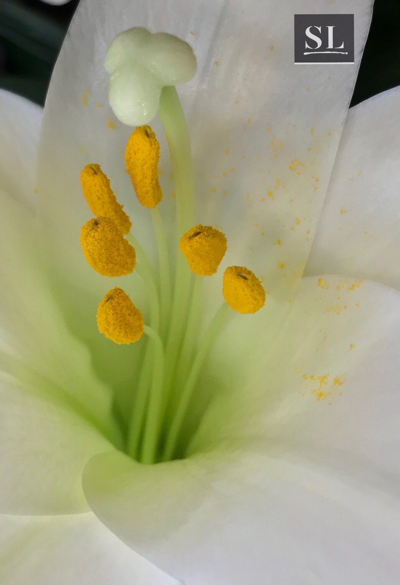 slgparrish's tweet image. “REDEEM” #Easter @RickWarren @artsandiego_ @SFWorkshops @VisitOKC @intdesignmag @ArtexpoNewYork @JRBArt @joannagaines @thepioneerwoman @RosewoodHotels  @Marriott_Hotels @ArtSantaFe #slgparrish #PhotographyIsArt #photographers #AustinTX #nature #flowerphotography #Spring