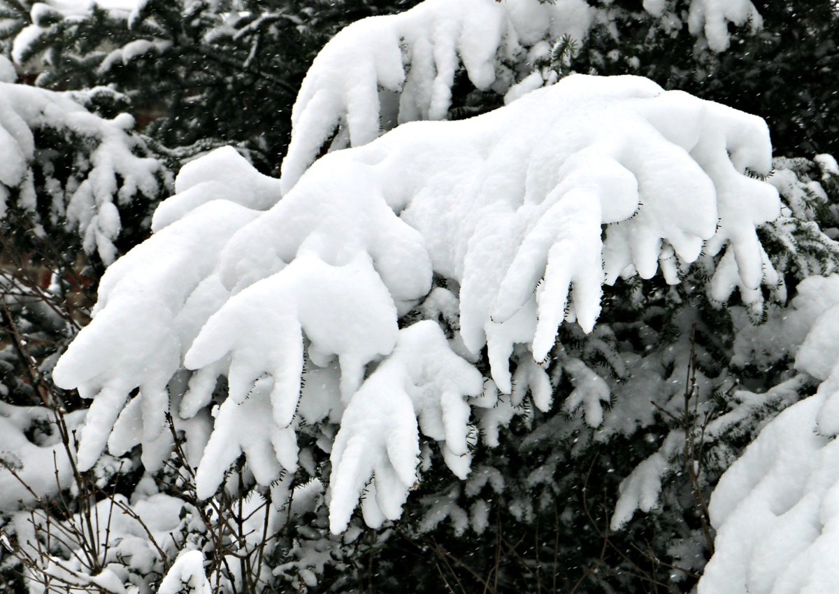 lynnietoth's tweet image. #SecondDayofSpring #snow like no udder!!! #MOO @Ray_WTAE 🐄