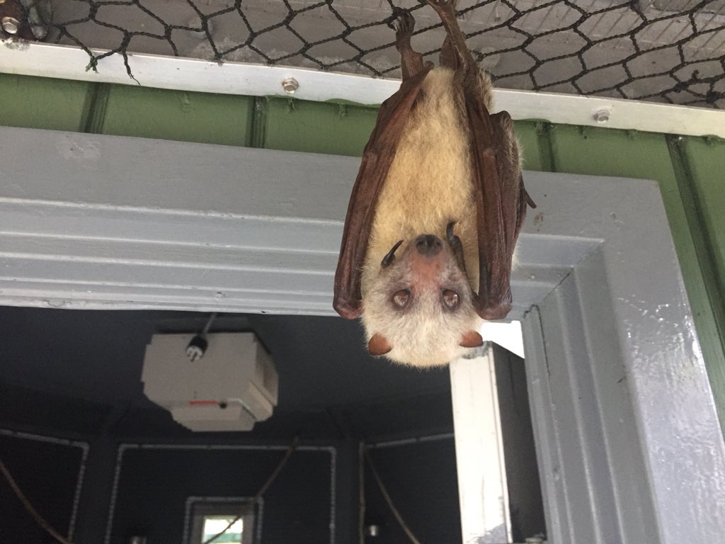 BatConservancy's tweet photo. #WomanCrushWednesday with Absolut. I caught her trying to get s glimpse of her new neighbors from OBC. Or maybe she’s trying to see how well our #amazinggive campaign is going? You can go here to see and to help 👉 https://t.co/k8mtFjzV9T https://t.co/1dkptPm1Ql