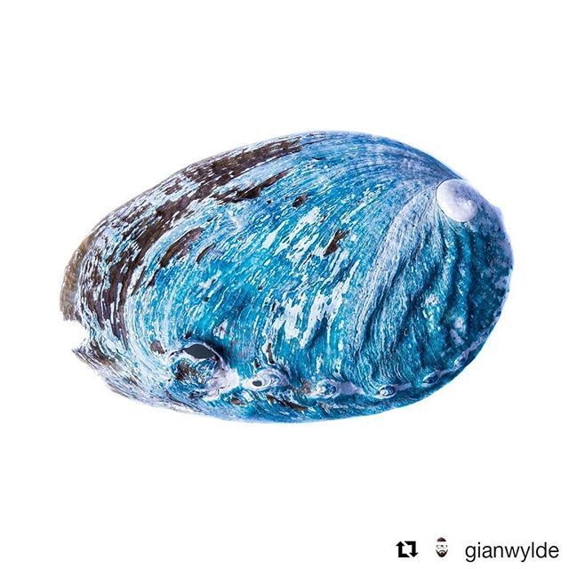Abalonbygma's tweet photo. ¿Abalón by GMA o Planeta Tierra?
Thank you @gianwylde
#shelltastic #7seas #worldwideshell #blueocean #landwaterandsnow #clouds
#abalonbygma #themostexclusiveshellfishintheworld #thebestabaloneintheworld
#seajewel #seaweeddiet #seaweedeffect #secretfor… https://t.co/G5kranWTH5 https://t.co/CWlAERhsoW