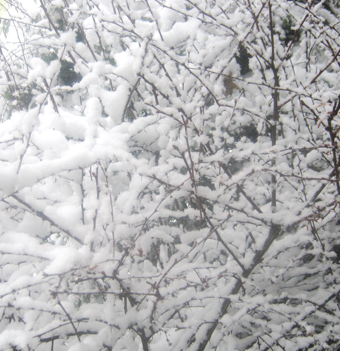 AngieShelDesign's tweet image. Today's the #SecondDayOfSpring &amp;amp; we r having a #snowstorm in #NewJersey! What??? 😳Looks beautiful outside, tho!#StaySafe everyone! Es el segundo día de la primavera y estamos teniendo una #TormentaDeNieve en #NuevaJersey! 😳Se ve tan hermoso afuera. Ten cuidado todos! #NJ #snow