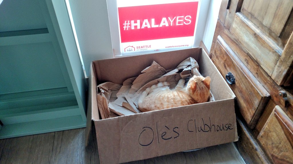dmtrumm's tweet photo. 'Developers pack them in like sardines.' To which Ole says sounds like a fine place for a nap and did you say something about sardines? #nomnom #catdensity #HALAyes https://t.co/GmxHpG5vBC