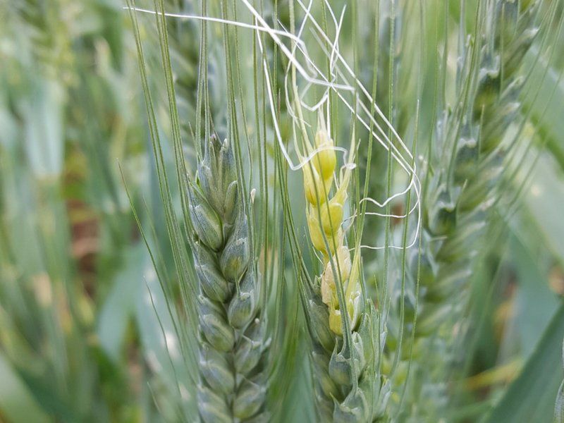 Agriculture Victoria tweet media