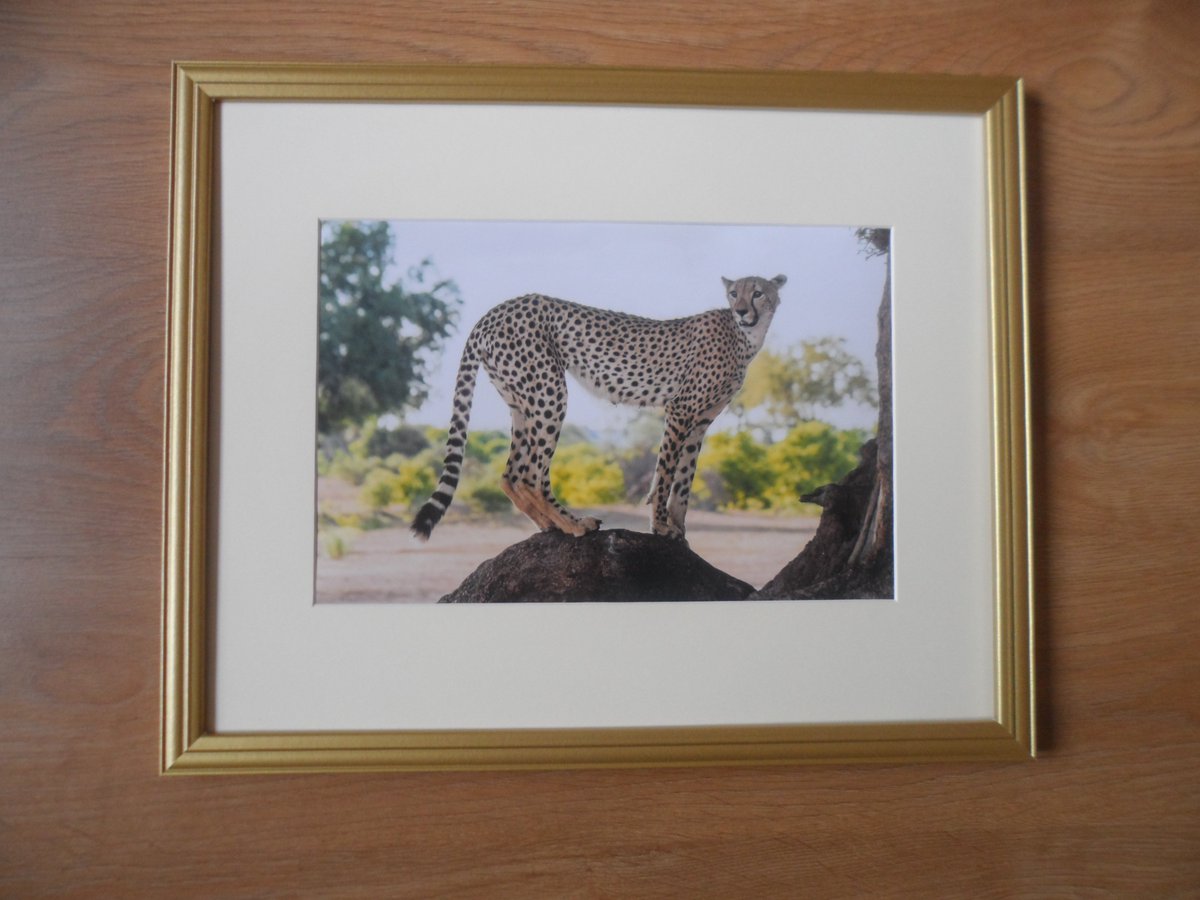 This is one of many image offered by photos4africa.org. Only £49 including postage