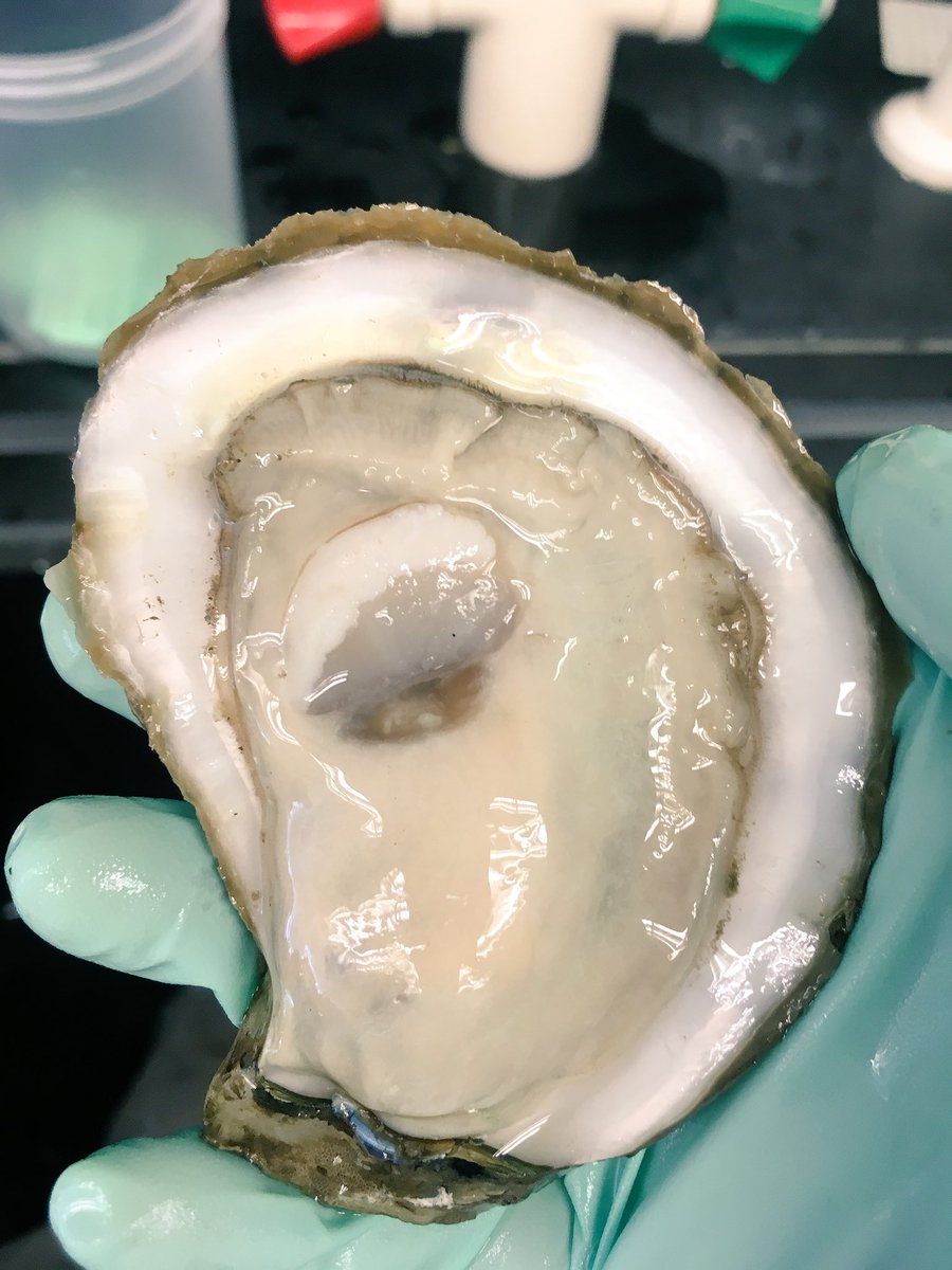 TheOddOyster's tweet photo. Of the 8 most common model organisms, none are marine. With oceans representing the majority of our biosphere, this creates a gap in our understanding. Plenary speaker Donal Manahan suggests filling this gap with #oysters. #NSA2018 #shellfish2018 https://t.co/IXIW910hbI