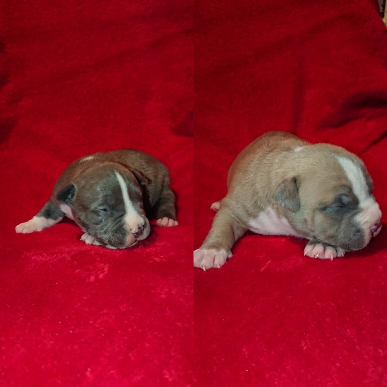 تويتر Nightmare Bully S على تويتر Stone X Bulls Wob Yabusa Baby S Baby Love Americanbully Bully Pitbull Dog Bullyworld Frenchbreeder Theabkc Abkc Male Female Pocket Muscle Puppy Limited Pocketbully Extreme Americanbullyofficial France