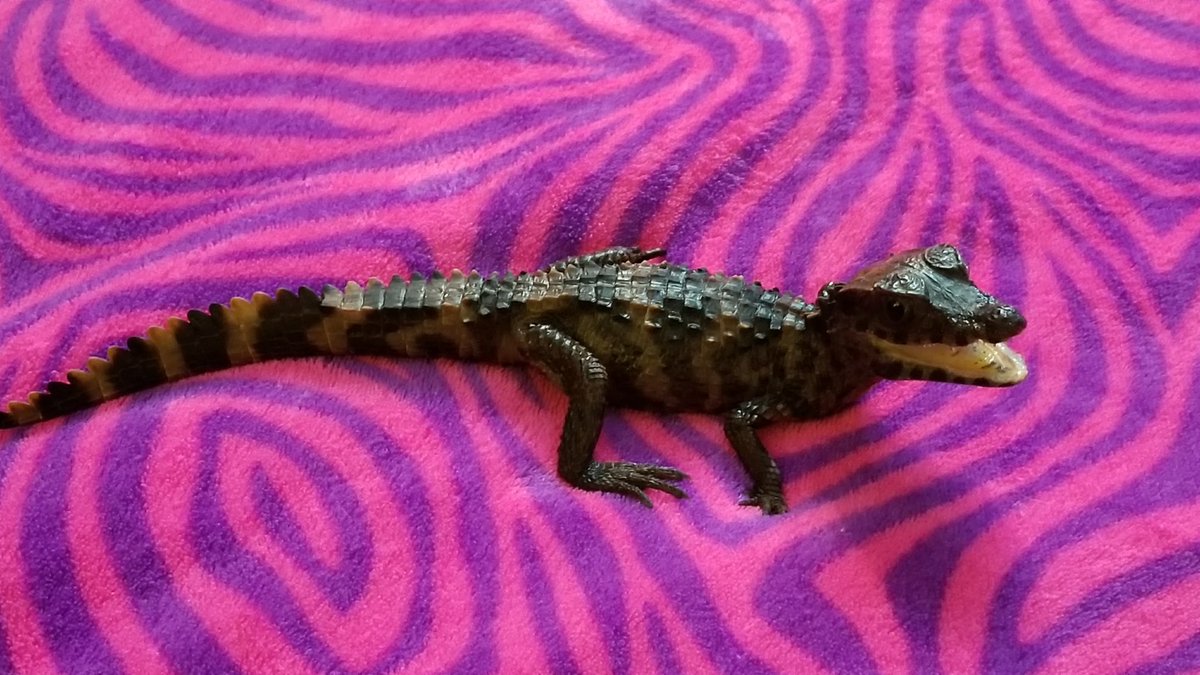 PaulVoight's tweet photo. #caiman #crocodile #pet #dwarfcaiman #undergroundreptiles https://t.co/pbO5HhdNZv
