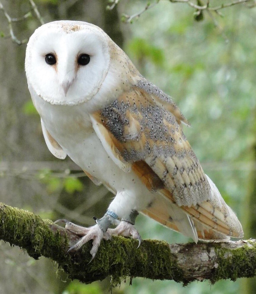 PembsFalconry's tweet photo. @VisitPembs @Rhosycribed @Pembrokeshire @NTColbyGarden @ThePictonCastle @hilton_court @DebbieDrewett1 @NTStackpole @GWmag @CountryfileMag @ThePictonCastle is our favourite &amp; also has the largest collection of owls in Wales in their @secretowlgarden #westisbest #findtheowls #Pembrokeshire https://t.co/h5SqHP470M