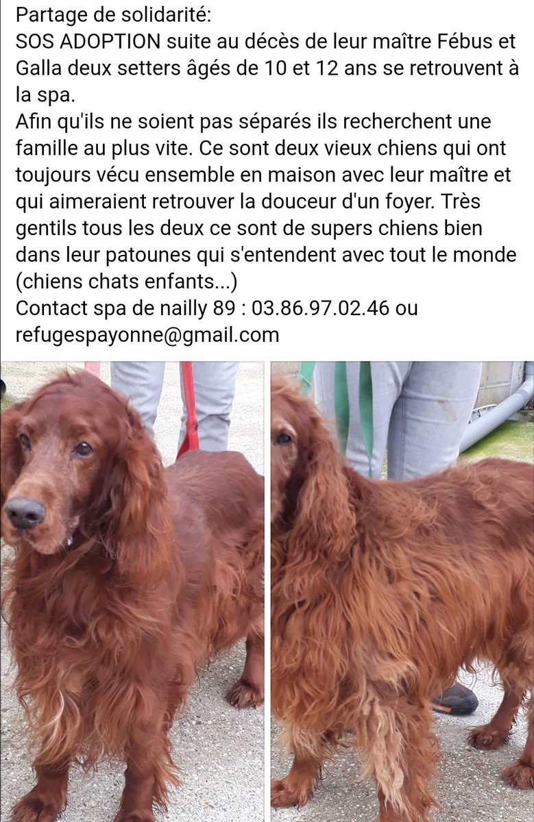 Respectons's tweet photo. Partage de #solidarité
🆘 #Urgence #adoption pour Fébus 10 ans et Galla 12 ans ⚠ Leur maître est décédé ! Ces 2 gentils #chiens sont dans le #dept89 Contact #Spa de #Nailly 0386970246 ou 📧 refugespayonne@gmail.com #animaux #RTSVP https://t.co/kREuJ7LJnb