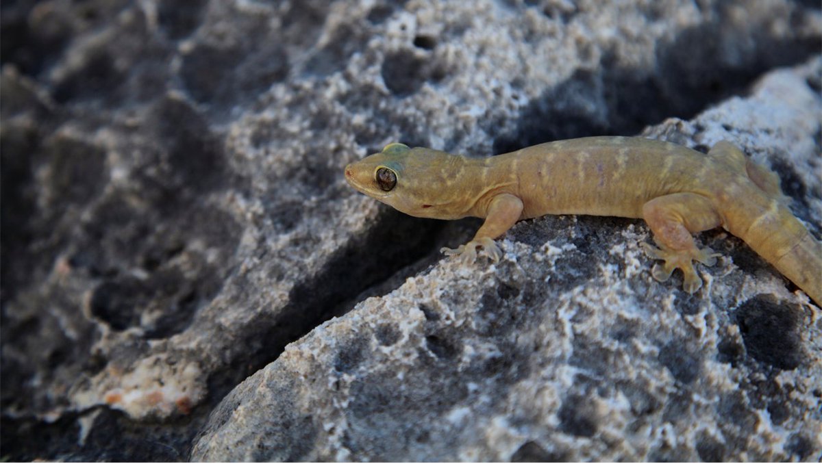 My first full-length conference talk and my first talk at an international conference down...thank you to everyone who came and listened, and for the great conversations following!  #IBS2018 #phdlife
