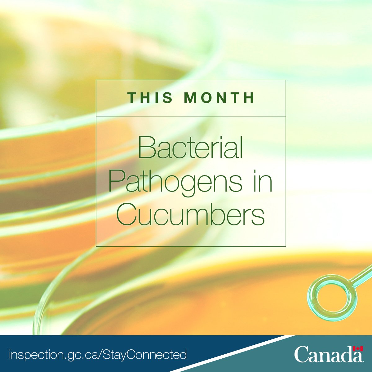 InspectionCan's tweet image. The #CFIABulletin for March is now available! #OpenGovCan ow.ly/FmjU30j4UbY