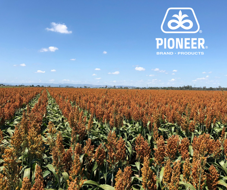 pioneerseedsau's tweet image. Supplementary #irrigated Pioneer® brand hybrid G22 at Don Bichel’s place near Mt Tarampa QLD.