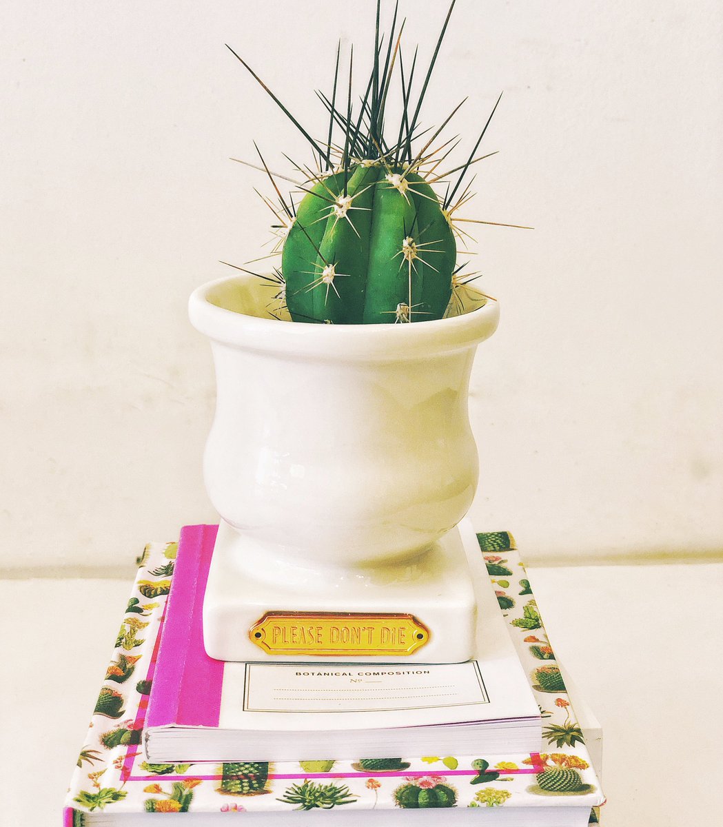 🌵 Cactus Fever🌵 Everything cactus available online and in-store! Link in bio.