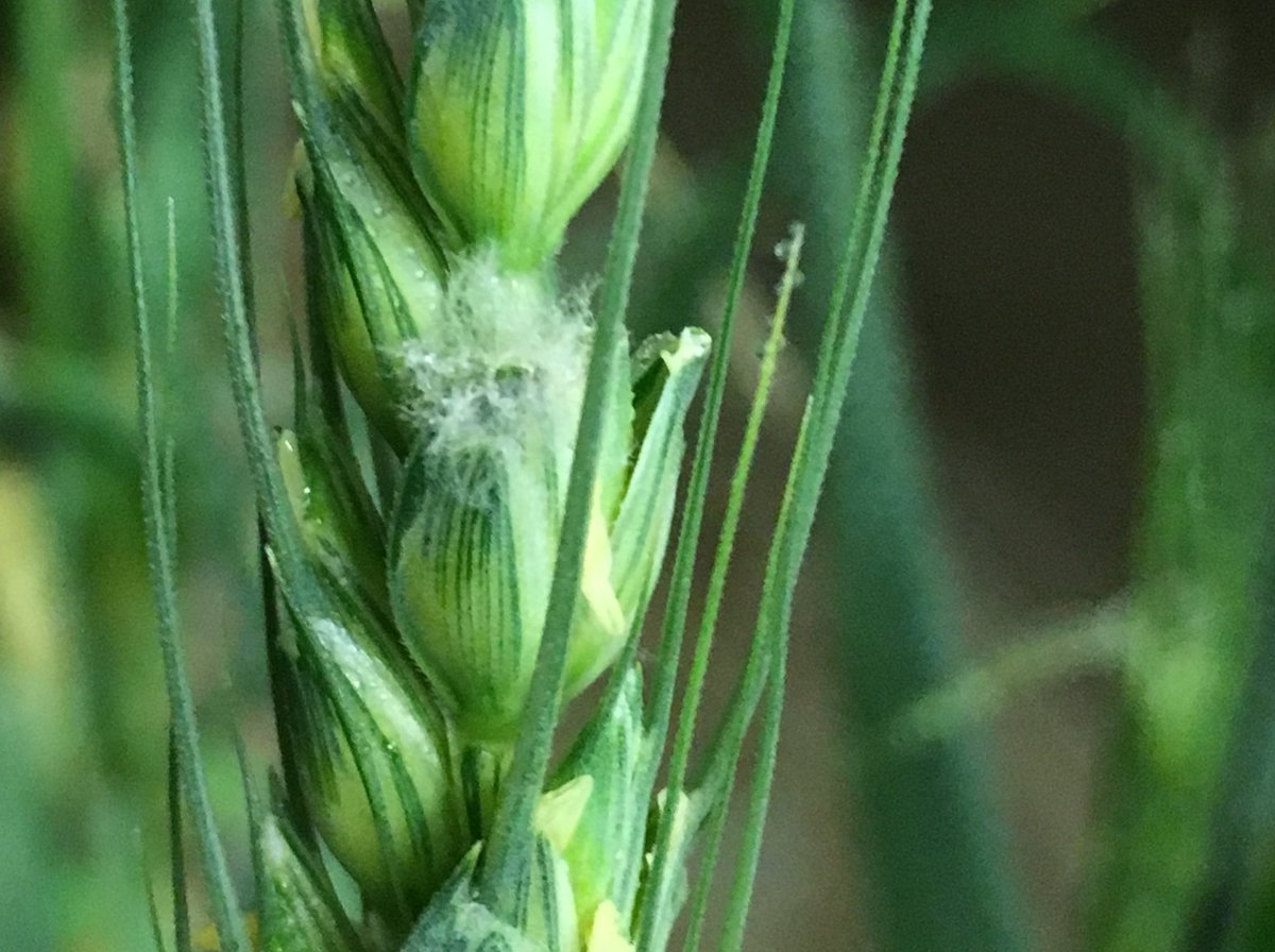 mc1r_omara's tweet image. The sign of a successful point inoculation of #Fusarium. #Hyphae reaching out of the inoculated floret just trying to get some air. #WeAllNeedOxygen #fungi #PlantPath
