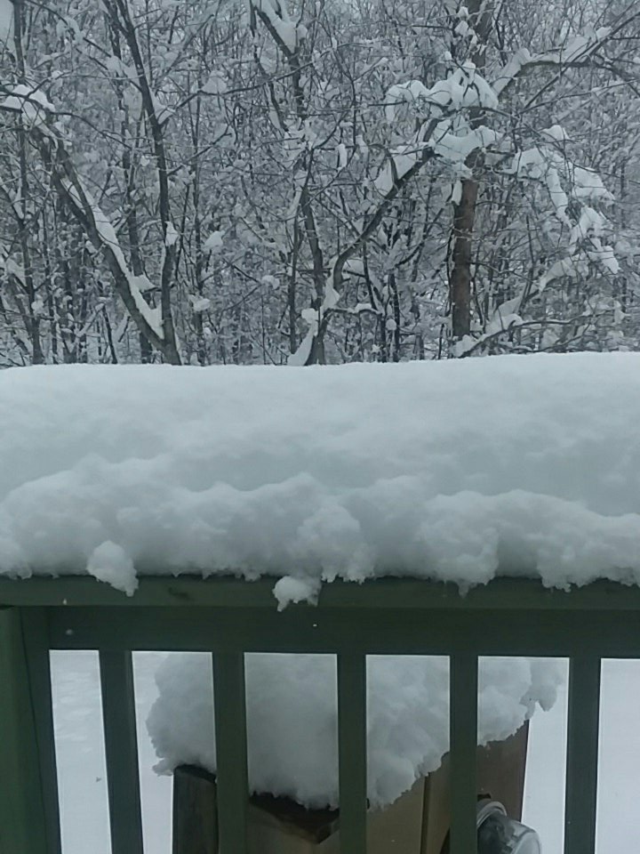 ashrex's tweet image. This is out my back window ! I'd say about a foot ! #thisisstyle