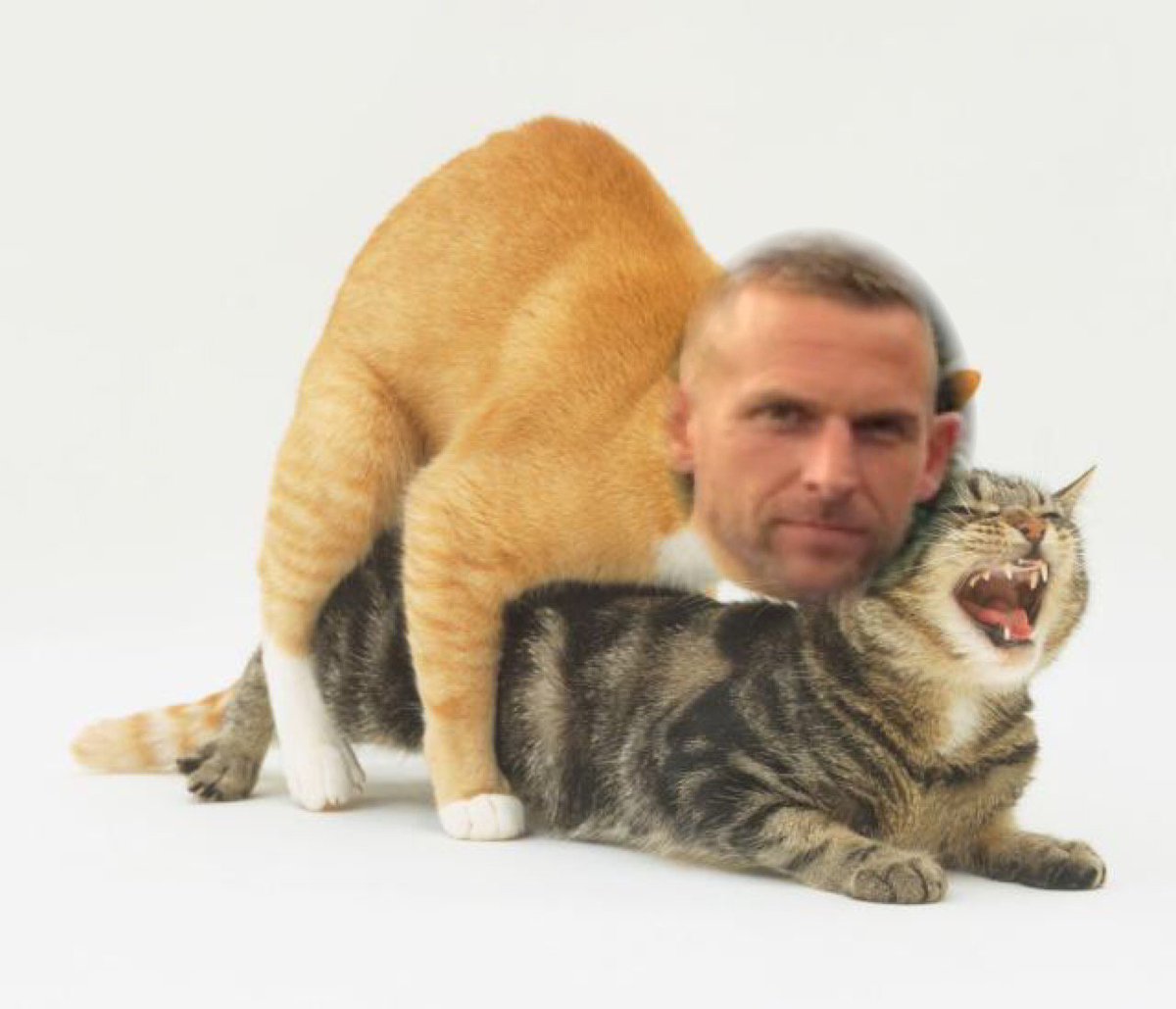 MattFelixFord1's tweet photo. Guess who's back people...

Had a bit of time away, Few people causing beef and some issues on WhatsApp but the cat is out the bag now!

Spent some time behind bars as well down the local vets but I'm now a free man and I've met someone...

#ferociousFelix #littertray #freshstart https://t.co/YmdmUnGRZB