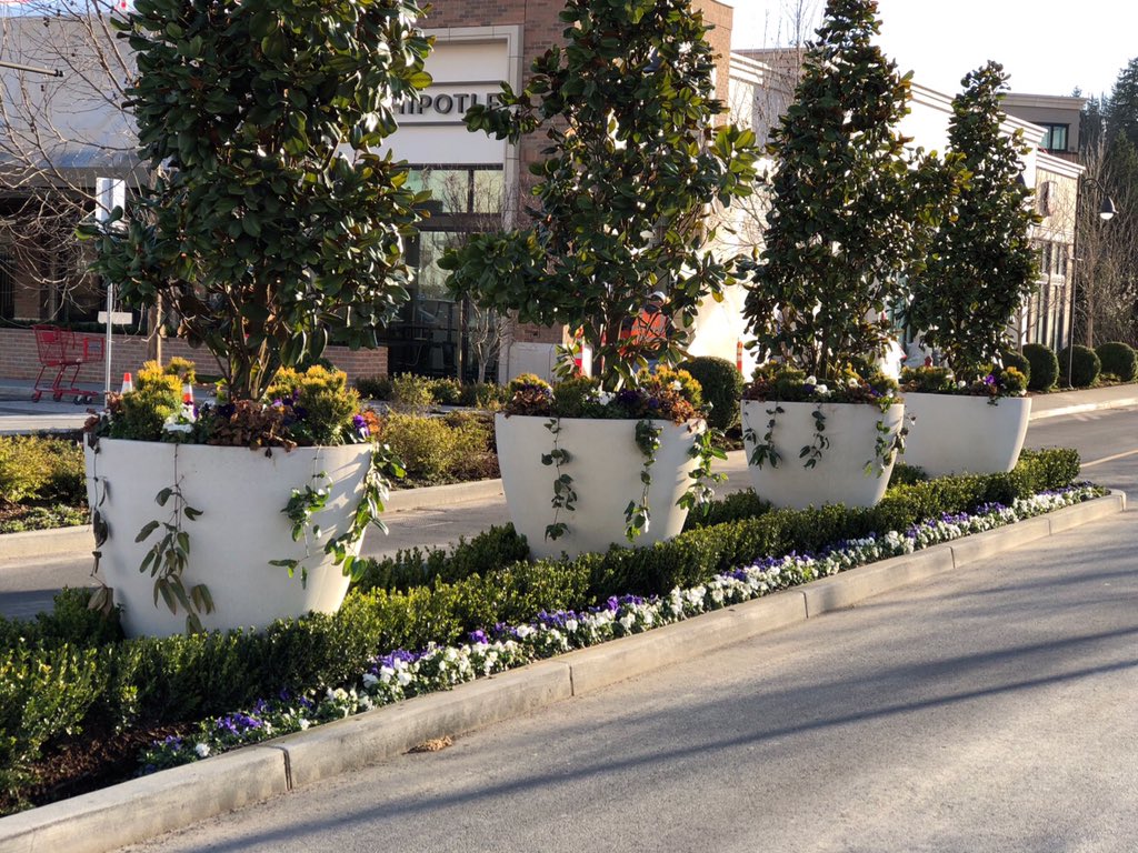 QCP_Corp's tweet image. Totem Lake Village is open for action. Great design by @Lifescapesintl  #LandscapeArchitecture