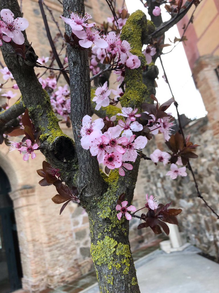 antonioeoi9's tweet photo. Spring has sprung! https://t.co/HpVkEYRvsb