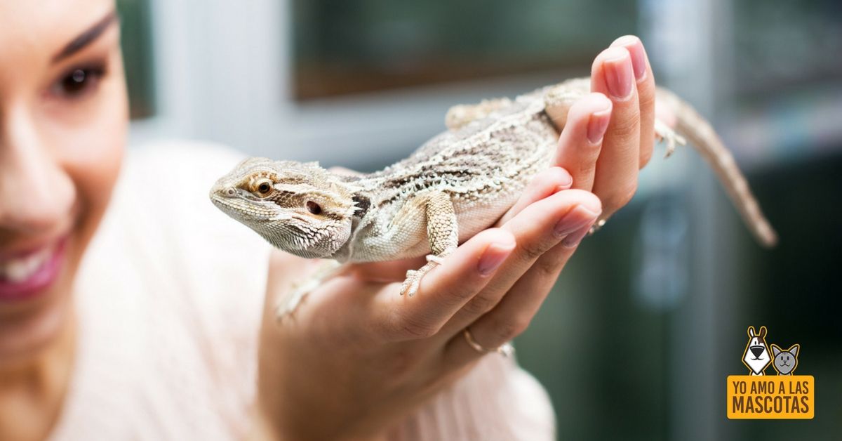 5 #reptiles que puedes tener como #mascota buff.ly/2GQDEw7