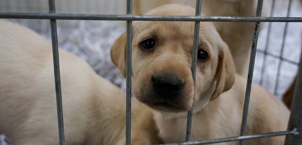 ASPCA's tweet photo. ACT NOW: Today is the LAST day the @USDA will accept public comments on a disastrous proposal to allow for-profit businesses and industry-friendly organizations to inspect zoos, research facilities, puppy mills and other businesses using animals:https://t.co/xefy8Ml7xg https://t.co/cGx4dmHRQr