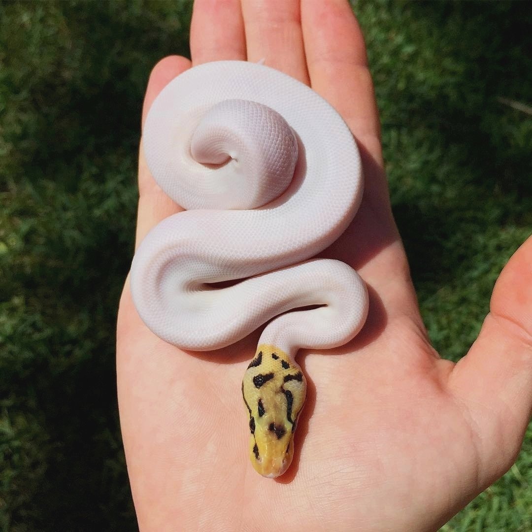 _Snake_KingScar's tweet photo. Credit to : @snake._.lover Follow him and me see more about Snake!
Look at the soft and soft beauty of the snake. Do you have the courage to touch it?
#ballpython #snakesofinstagram #petsnake #starpythons #pythons https://t.co/viyE9dM2oV