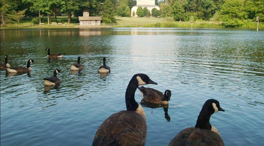 Screenshot of England's scorecard...

#NZvENG