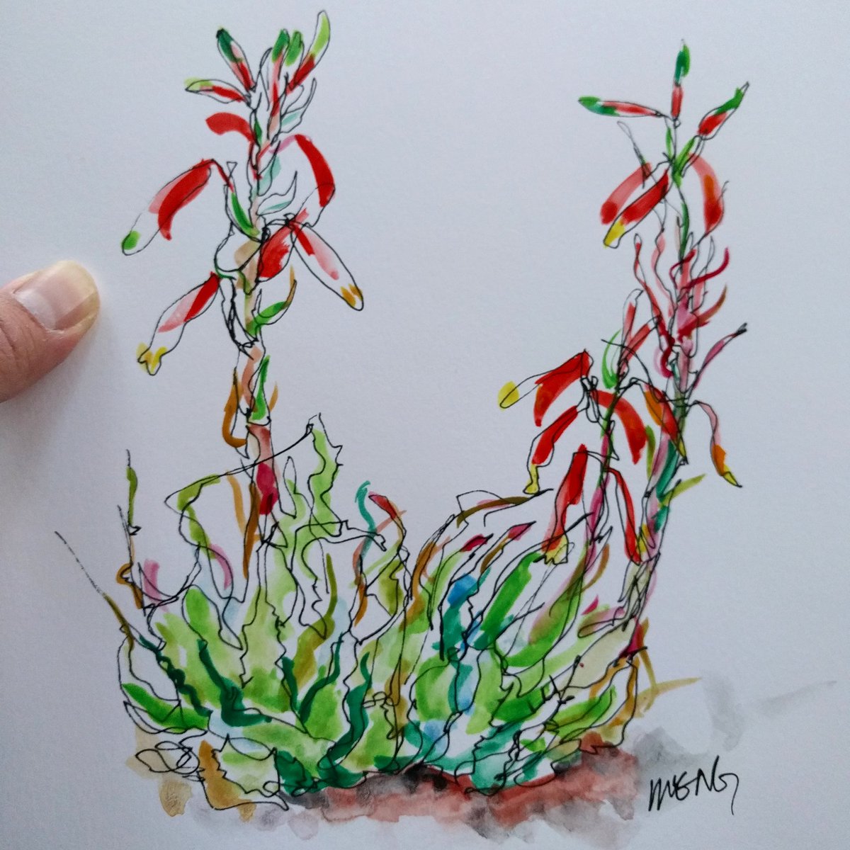 mengshyan's tweet photo. Sketch of the day, Aloe humilis https://t.co/JjUK6seCQe