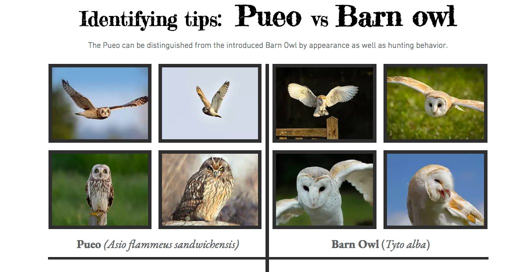 planto_pia's tweet photo. Knowing the differences between the non-native barn owl and the native Pueo is key to conducting accurate population surveys on the island. Dr. Cotin speaks about his work with the endangered Pueo raptor @pueoproject https://t.co/rdjp0XUpOK #nremseminar #pueo #nativehawaii https://t.co/RAlzKr7gBR