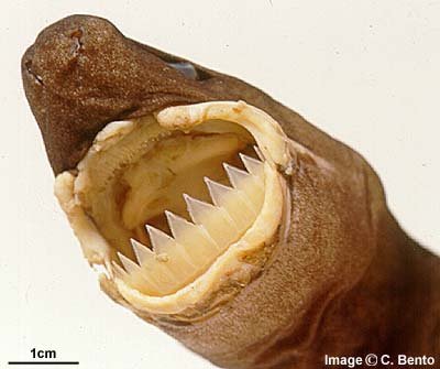 Mammalogists's tweet photo. Letโs begin the showdown between the #10 Common Octopus and #7 Cookiecutter Shark. #gotteeth? #2018MMM https://t.co/BspM0QfGXV